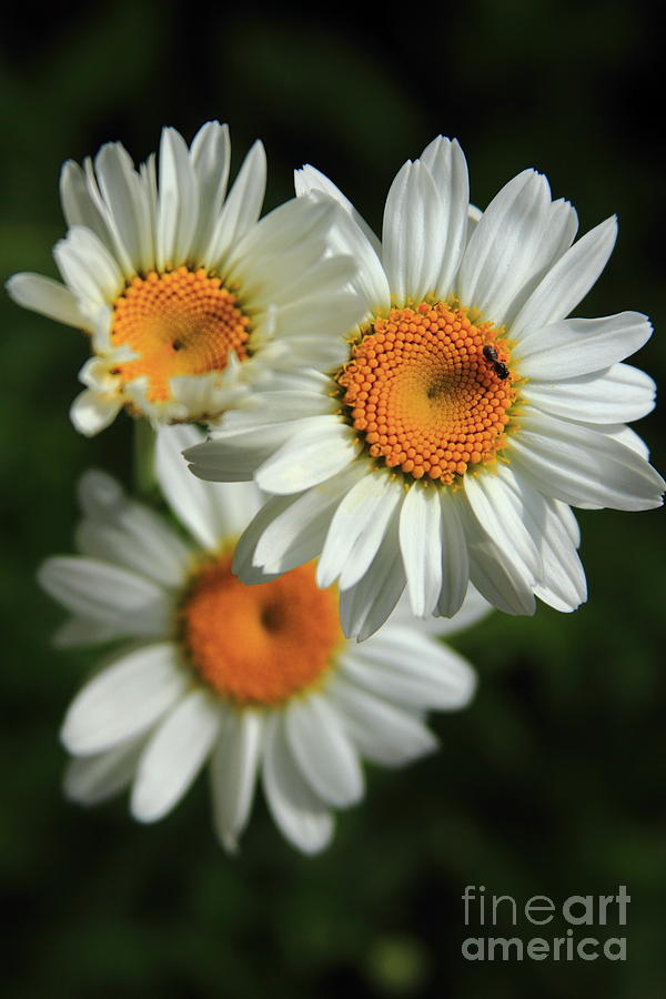 Flower Photograph - Daisy and Friend by Reid Callaway