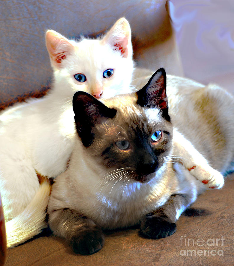 Cat Photograph - Daisy and Leo by Linda Cox