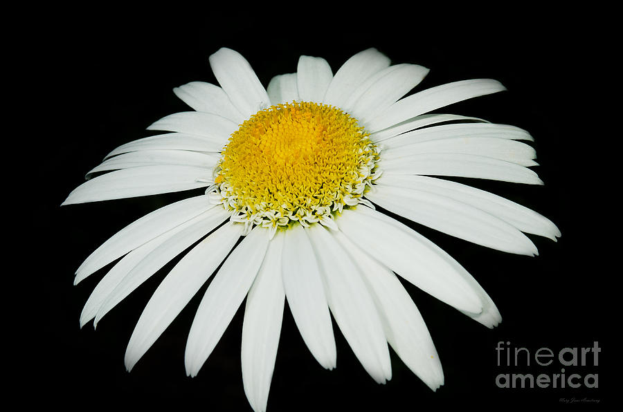 Daisy Art 2  Photograph by Mary Jane Armstrong