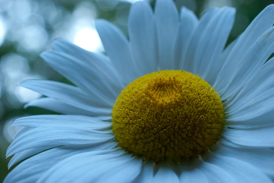 Daisy at Dusk Photograph by Shelley Thomason - Fine Art America