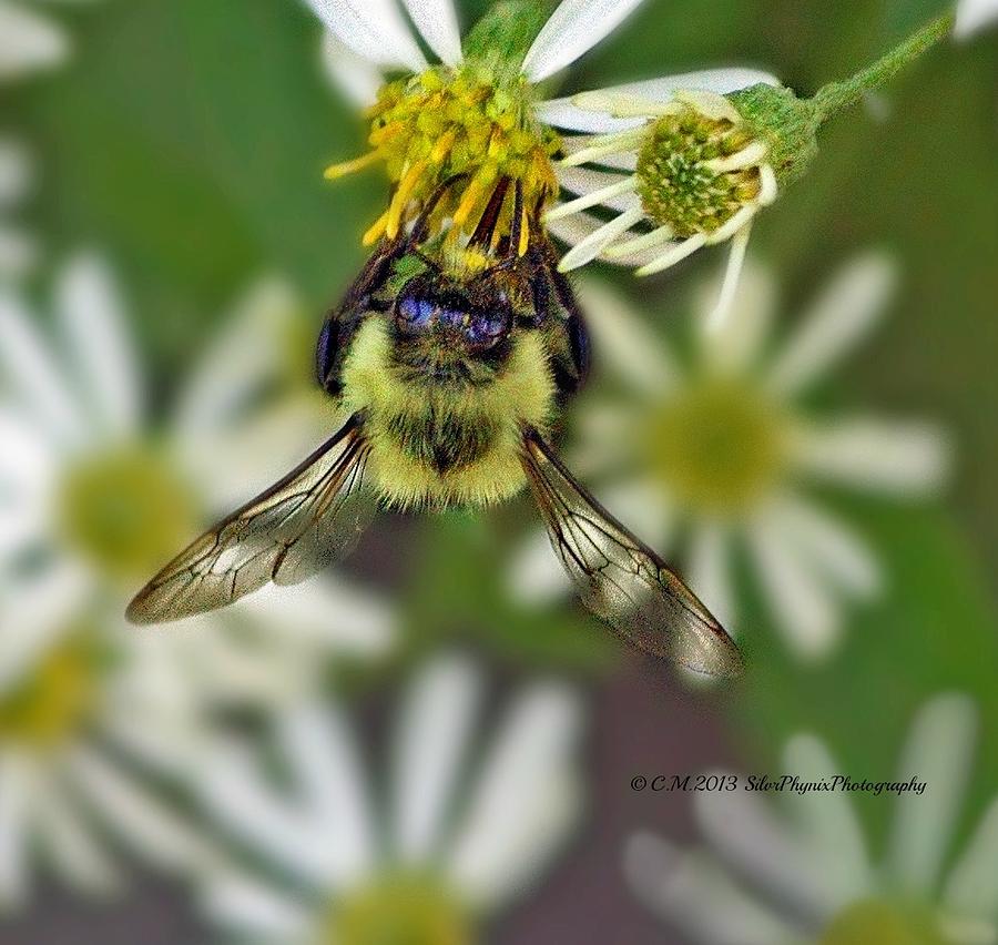 Daisy Bee Photograph by Catherine Melvin - Fine Art America