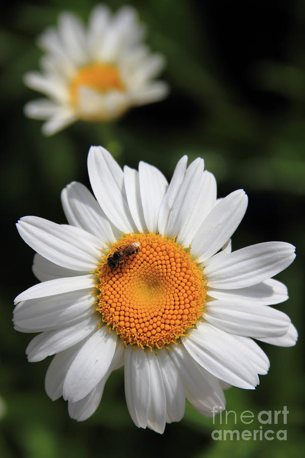 Daisy Bee Nice Photograph by Reid Callaway