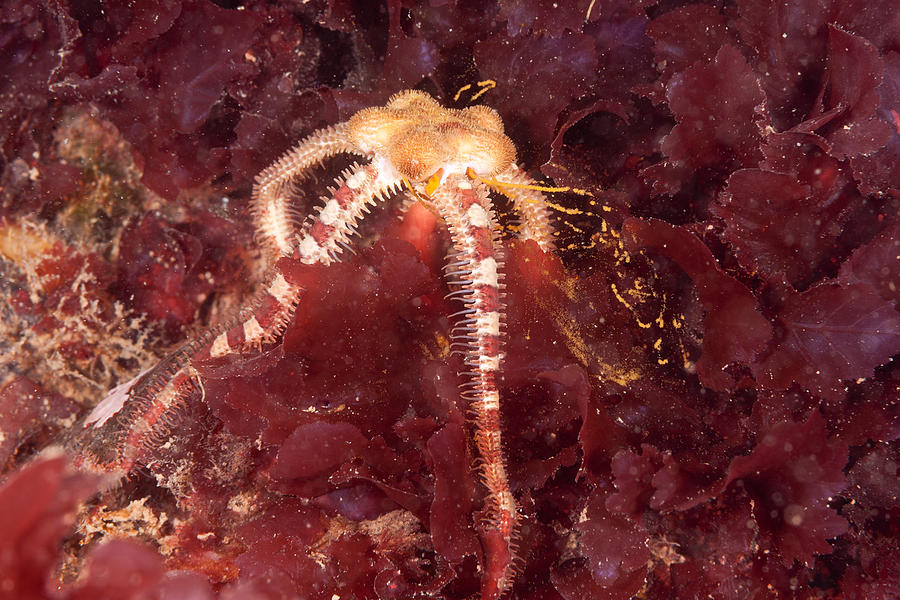 Daisy Brittle Star Spawning Photograph by Andrew J. Martinez