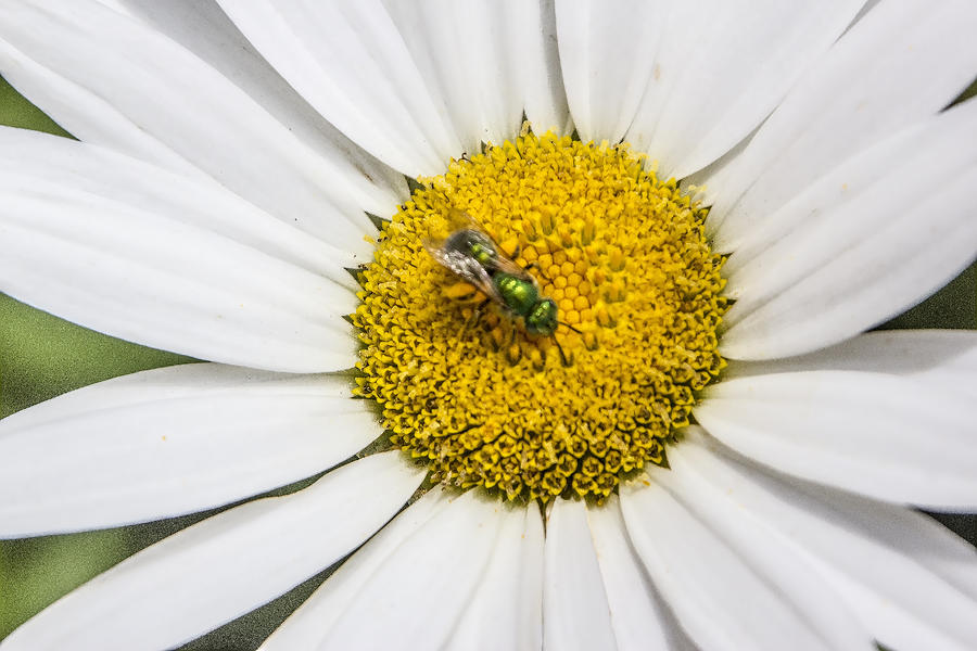 Daisy Bug Digital Art by Photographic Art by Russel Ray Photos