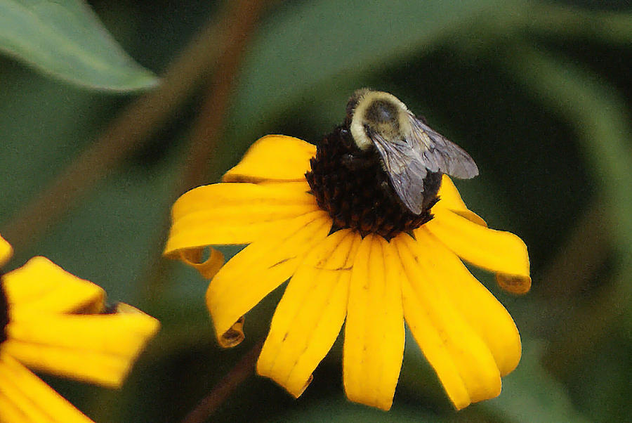 Daisy Photograph - Daisy Bumble Bee by M Three Photos