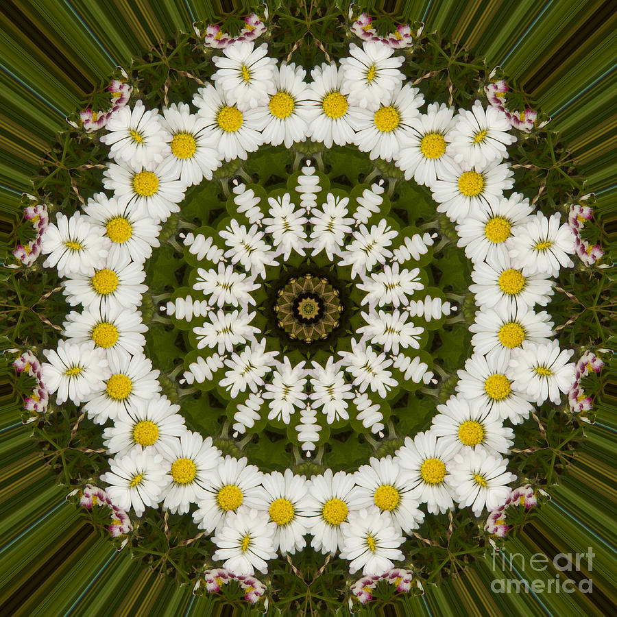 Flower Photograph - Daisy Chain Mandala Series Number 12 by Carrie Cranwill