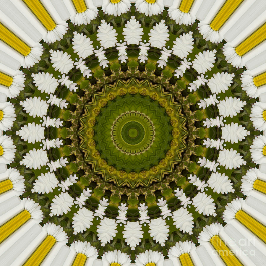 Daisy Chain Mandala Series Number 16 Photograph by Carrie Cranwill