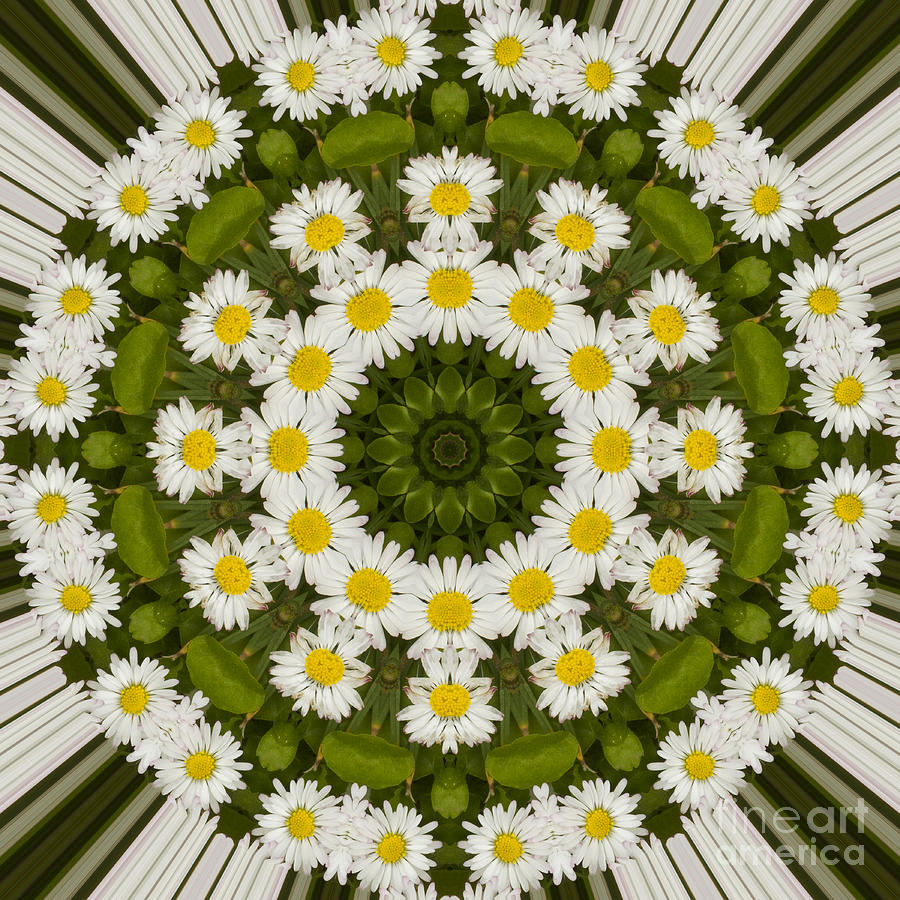 Flower Photograph - Daisy Chain Mandala Series Number 17 by Carrie Cranwill