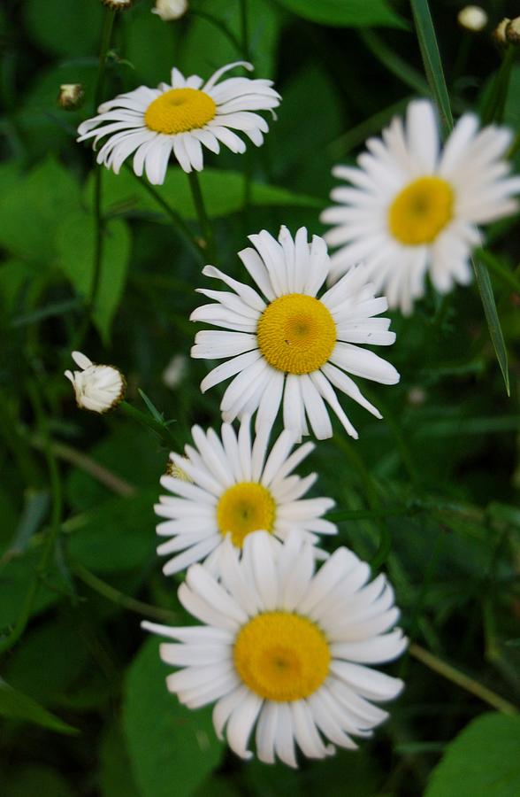 Daisy Cluster Photograph by Nancy Trevorrow - Fine Art America