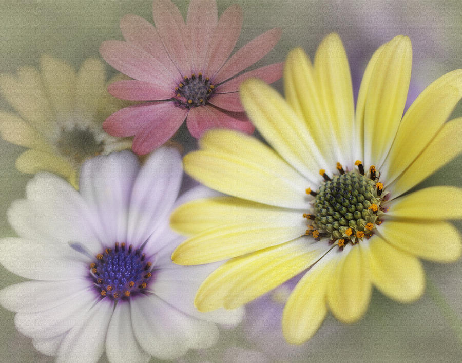 Daisy Colors Photograph by David and Carol Kelly