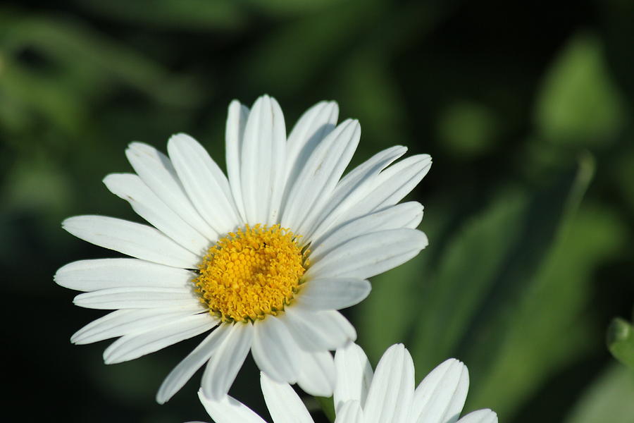 Daisy Delight Photograph by James Hammen - Fine Art America