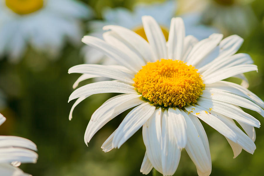 Daisy Delight Photograph by Lindley Johnson