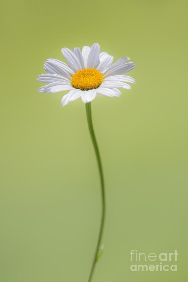 Daisy Photograph by Diane Diederich