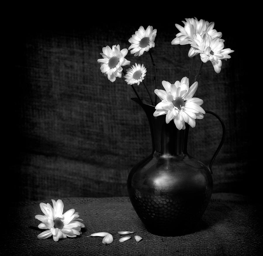 Daisy display Photograph by Donald Brotherston