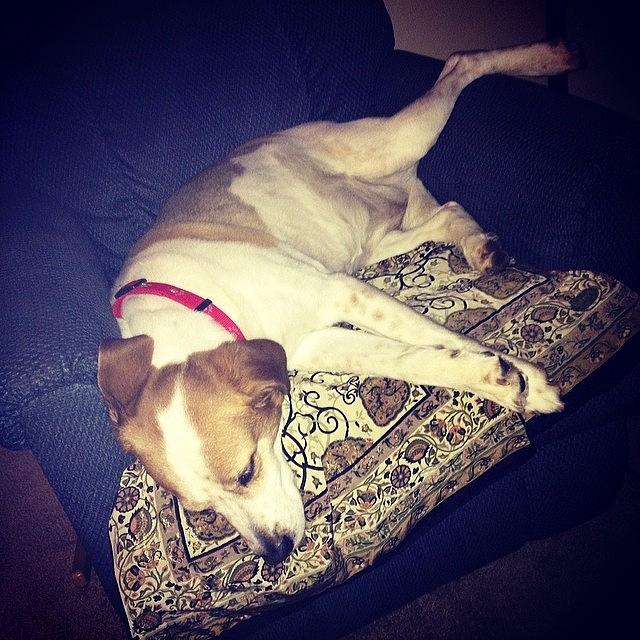 Dog Photograph - Daisy Does Not Have A Problem Relaxing by Melissa Lutes Dog Photograph - Daisy Does Not Have A Problem Relaxing by Melissa Lutes