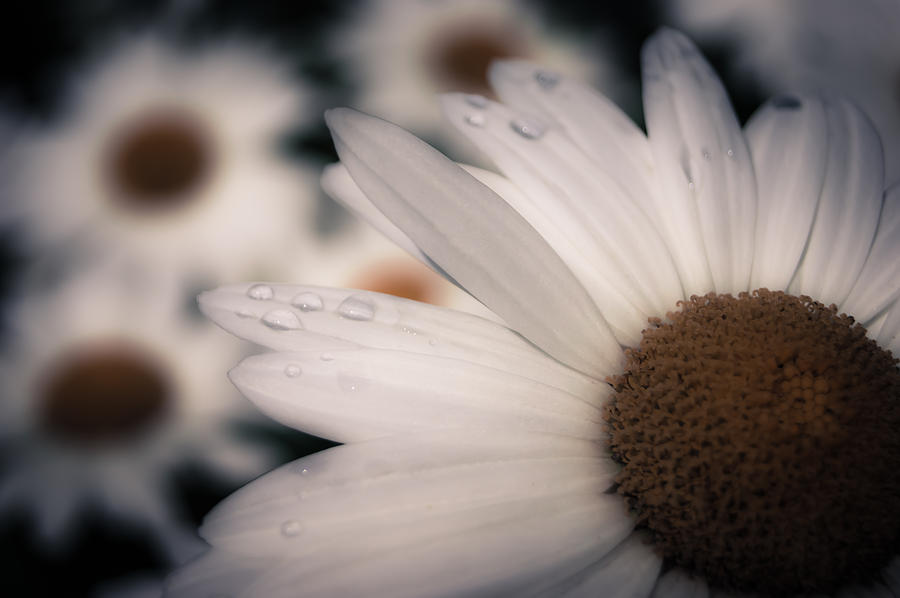 Daisy Don't Doubt Does He Love Me Does He Love Me Not by Jen Baptist Daisy Don't Doubt Does He Love Me Does He Love Me Not by Jen Baptist