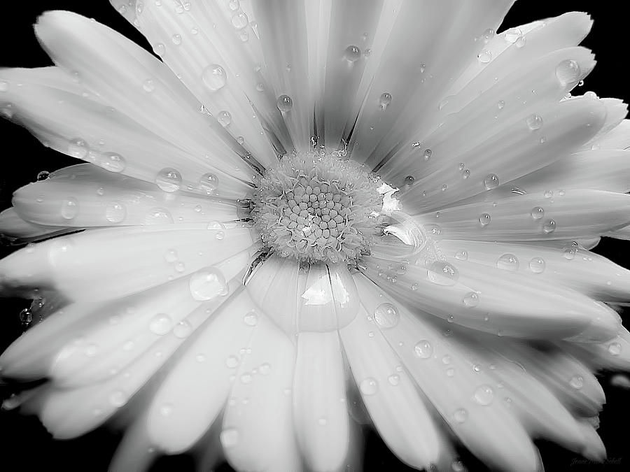 Daisy Photograph - Daisy Flower Raindrops Monochrome by Jennie Marie Schell