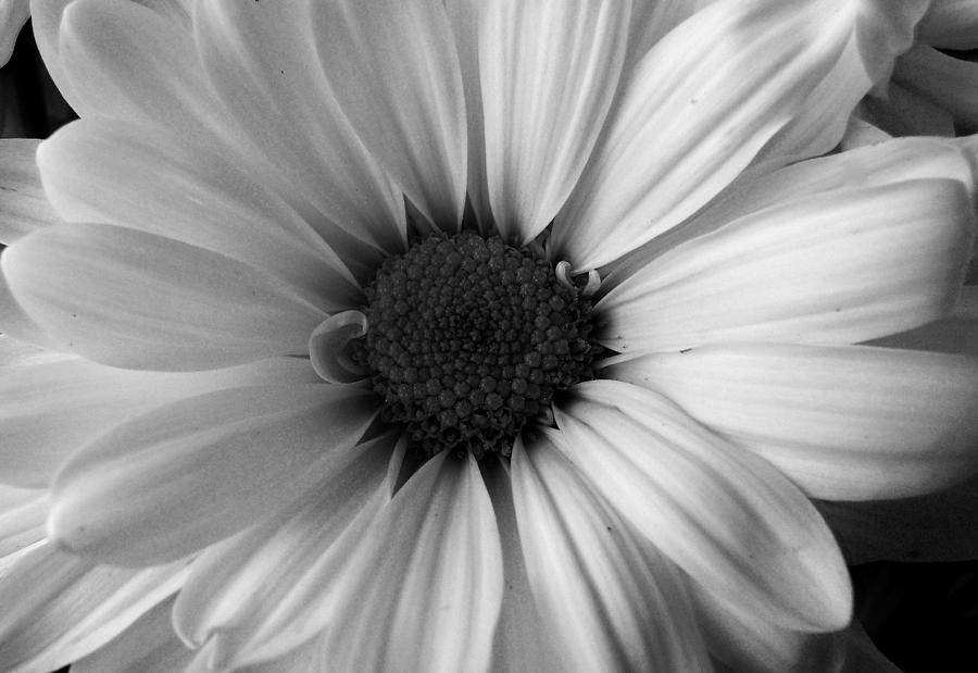 Daisy Dreams Photograph By Dawn Gagnon Fine Art America