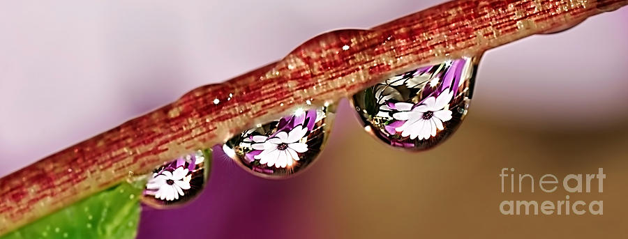 Daisy Droplets Photograph by Kaye Menner