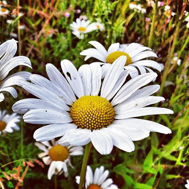 Summer Photograph - Daisy Field by Claire Shaw