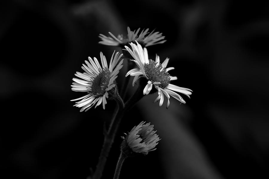 Daisy Fleabane Wildflower - Black and White - Erigeron annuus Photograph by Carol Senske