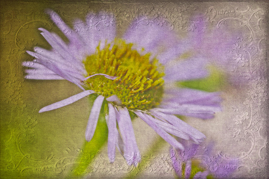 Daisy Fleabane Wildflower - One Of Natures Wonders Photograph by Carol Senske