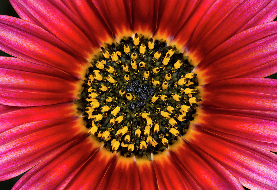 Daisy Flower Abstract Photograph by Nigel Downer - Fine Art America