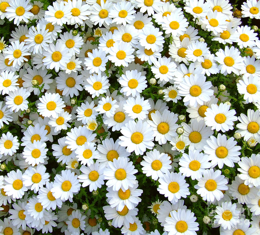 Daisy flower Photograph by Andrea Anderegg