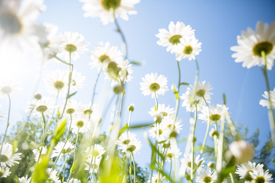 Daisy Flower Background Photograph by 130920