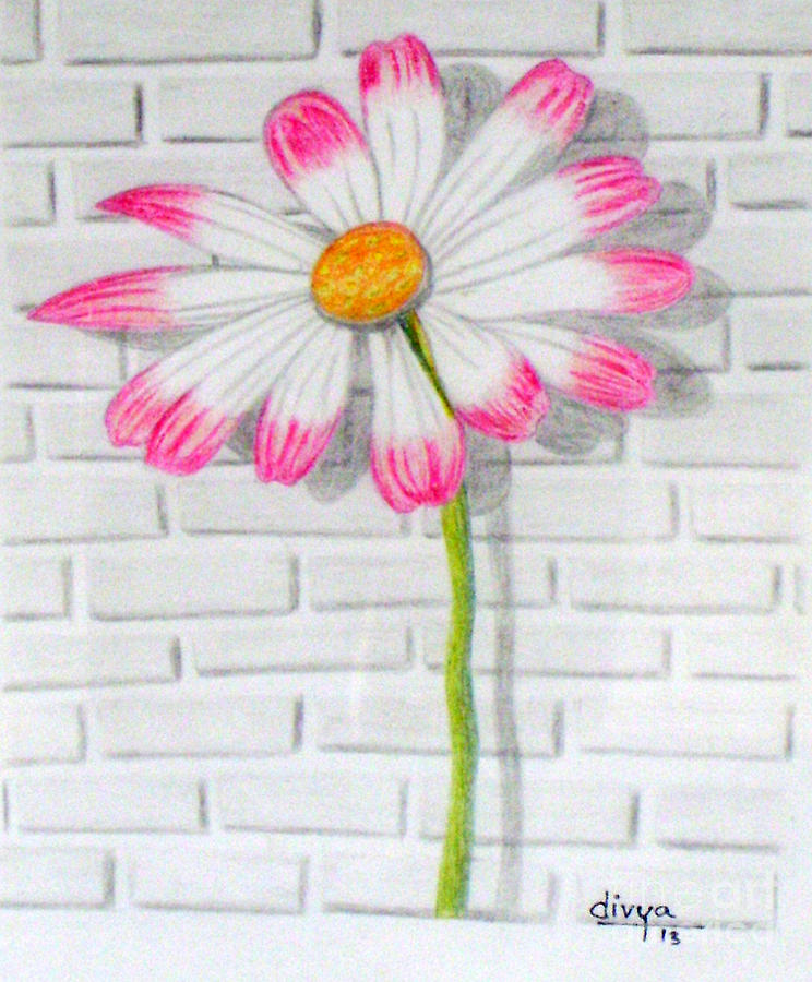 pink daisy drawing