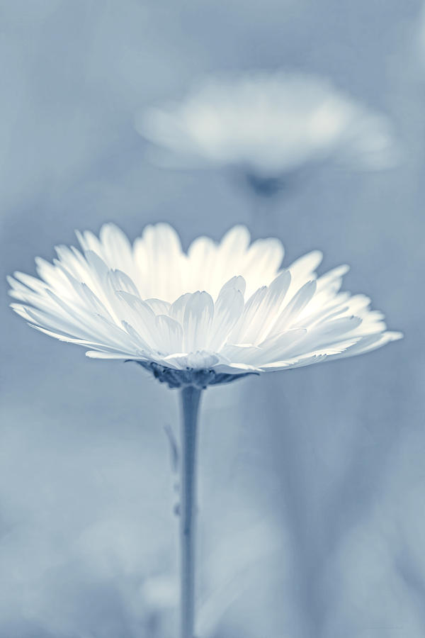 Daisy Flower in Pose Baby Blue Photograph by Jennie Marie Schell