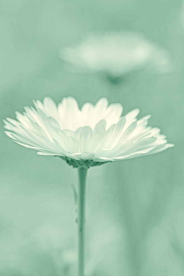 Daisy Flower in Pose Light Green Photograph by Jennie Marie Schell
