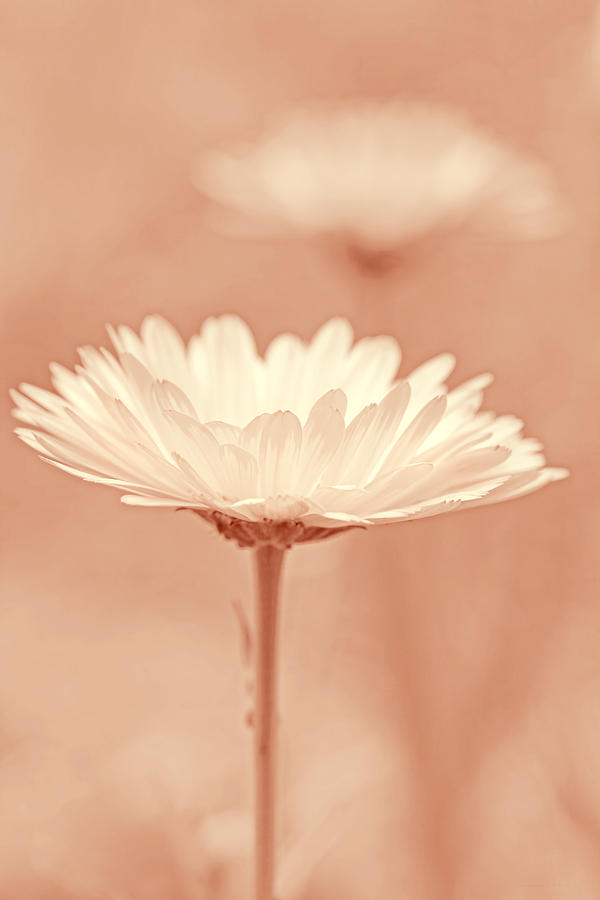 Daisy Flower in Pose Peach Pastel Photograph by Jennie Marie Schell