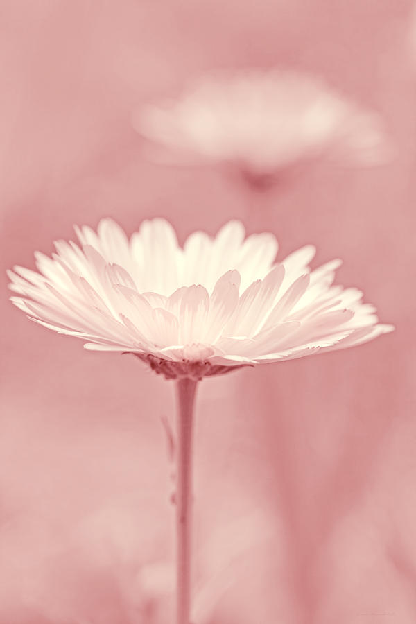 Daisy Flower in Pose Pink Pastel Photograph by Jennie Marie Schell
