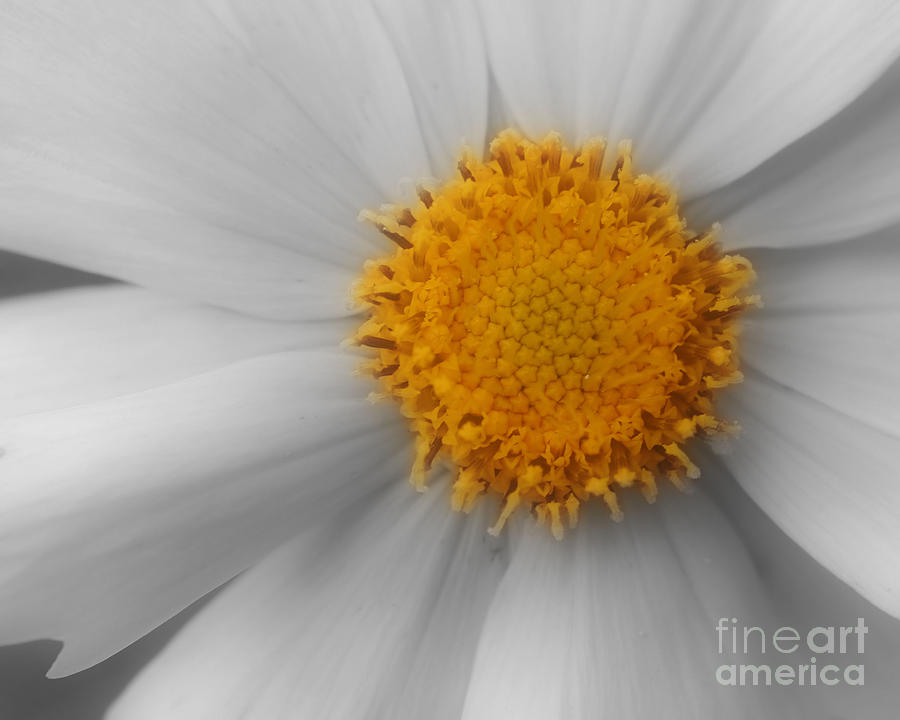 Daisy Flower Petals Photograph by Smilin Eyes Treasures