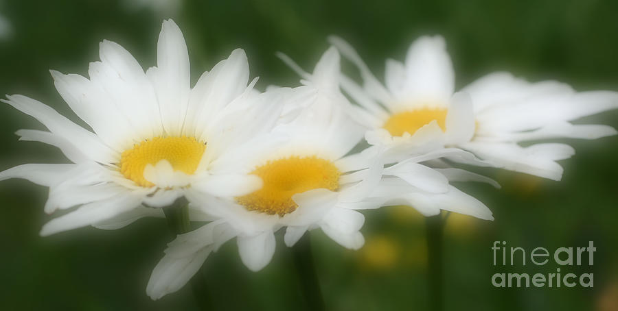 Daisy Flower Trio Photograph by Smilin Eyes Treasures