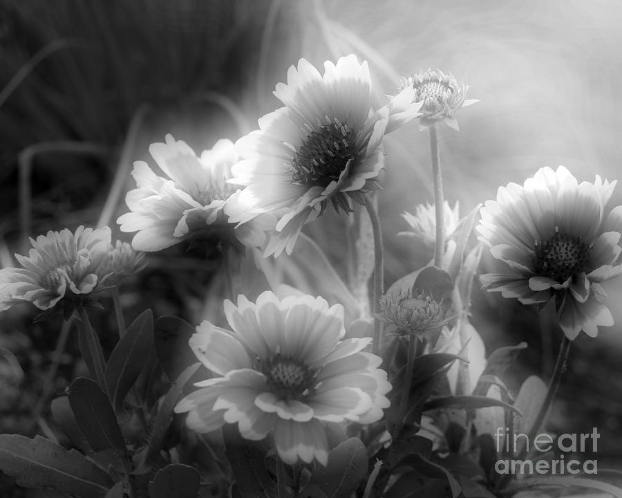 Daisy Flowers In Contrast Photograph by Smilin Eyes Treasures