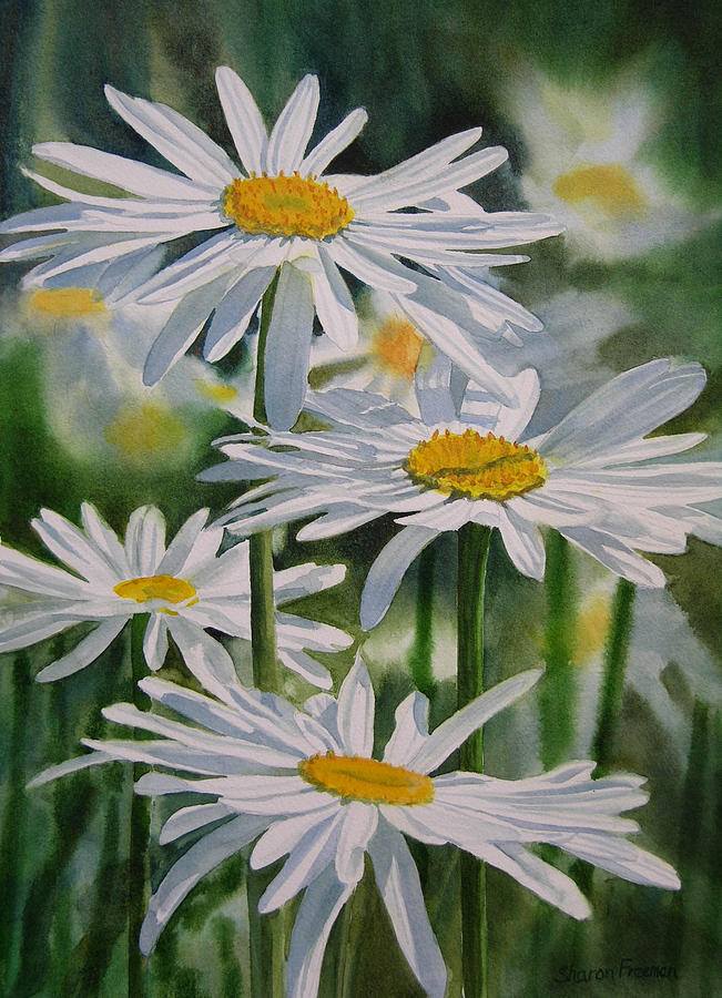 Daisy Watercolor Painting - Daisy Garden by Sharon Freeman