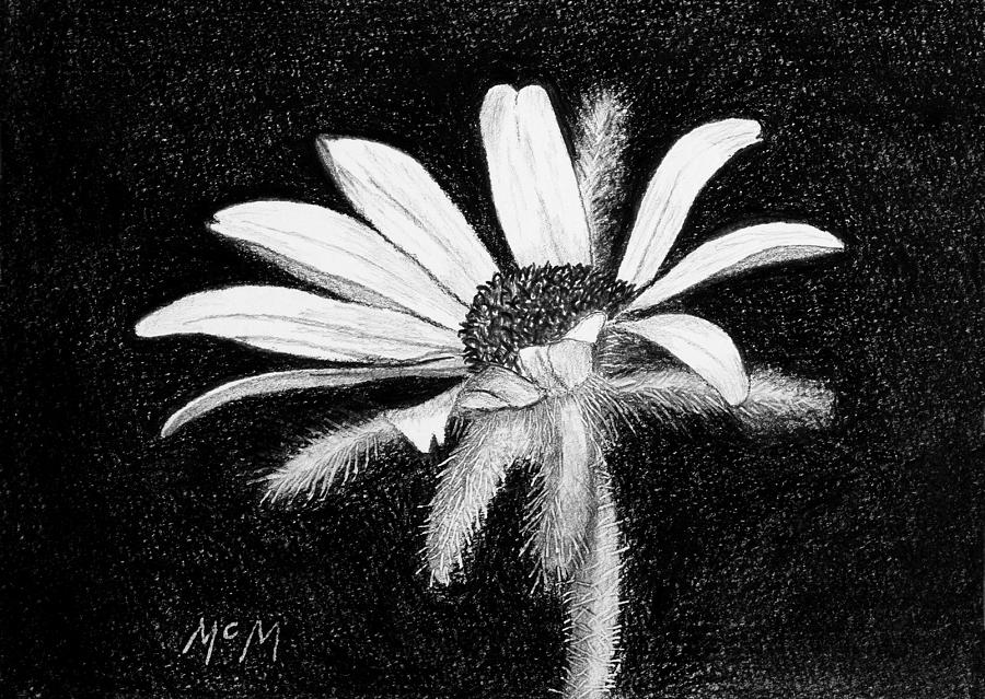 Daisy Drawing by Garry McMichael