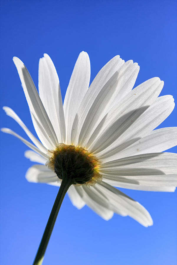 Daisy Photograph - Daisy by Goyo Ambrosio Daisy Photograph - Daisy by Goyo Ambrosio