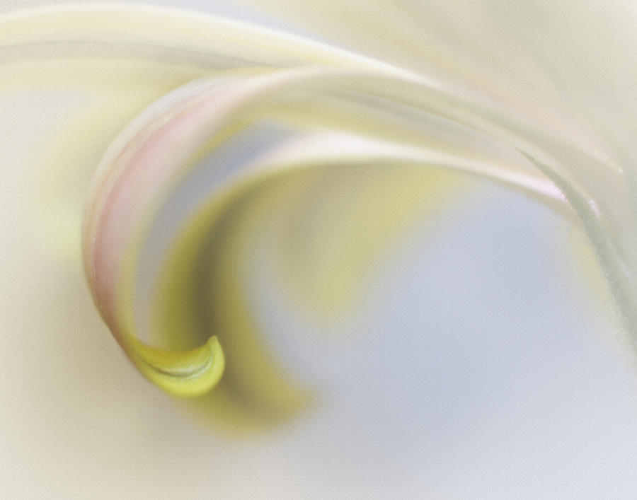 Abstract Photograph - Daisy Impression Number Four by David and Carol Kelly