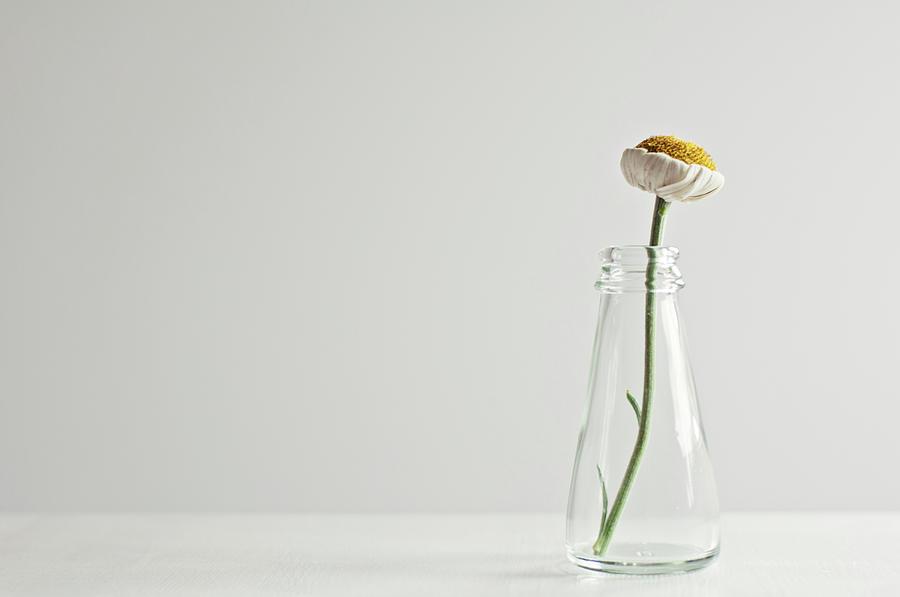Daisy In A Bottle Photograph by Margarita Komine