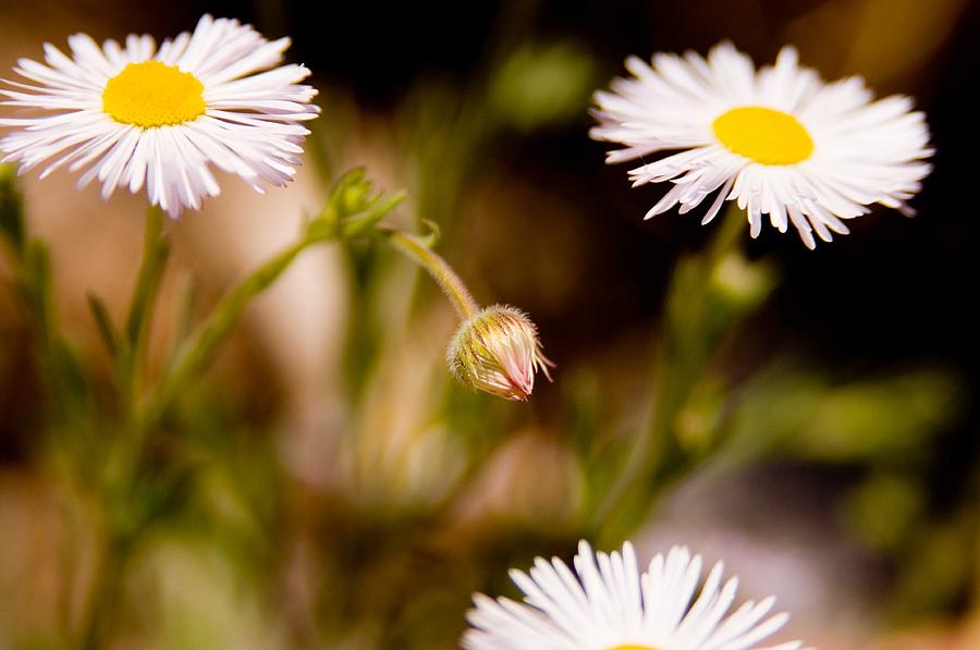 Nature Photograph - Daisy in a field by Steve Thompson