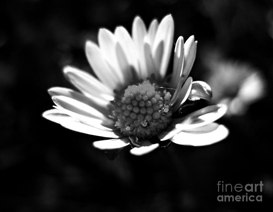 Daisy In Black And White Photograph by Nina Ficur Feenan