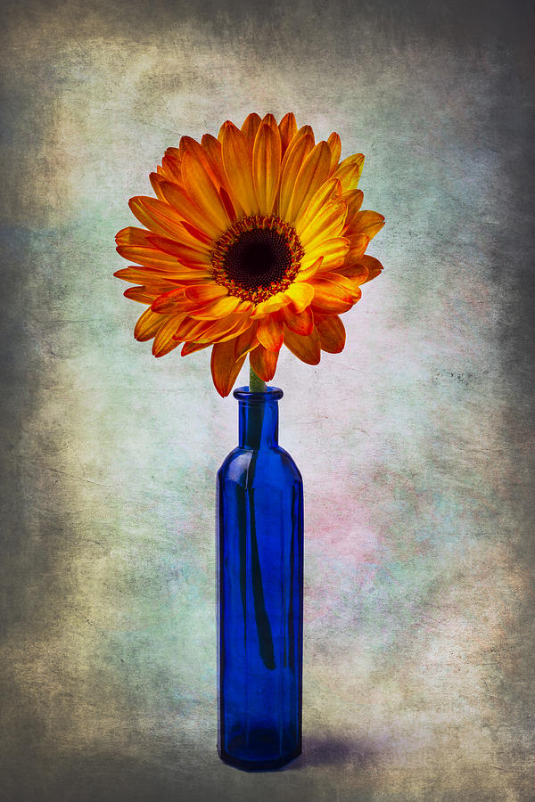 Bottle Photograph - Daisy In Blue Vase by Garry Gay