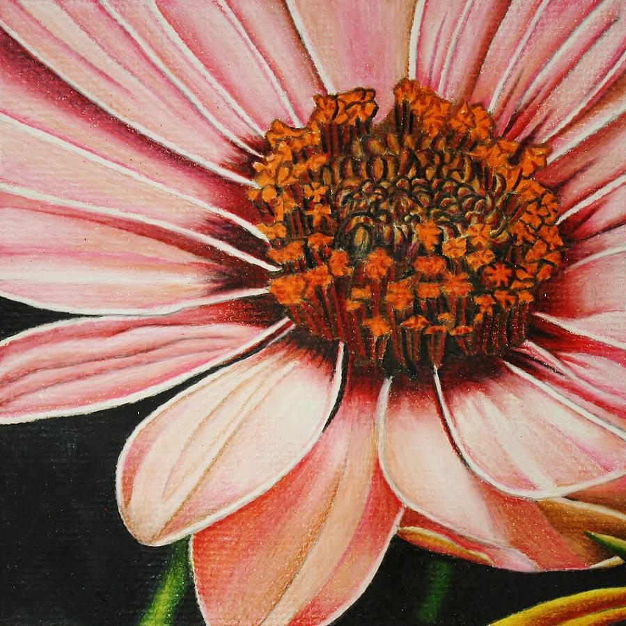 Daisy Drawing - Daisy in Pink by Bruce Bley