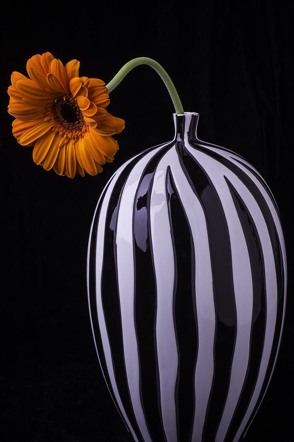 Still Life Photograph - Daisy In Striped Vase by Garry Gay