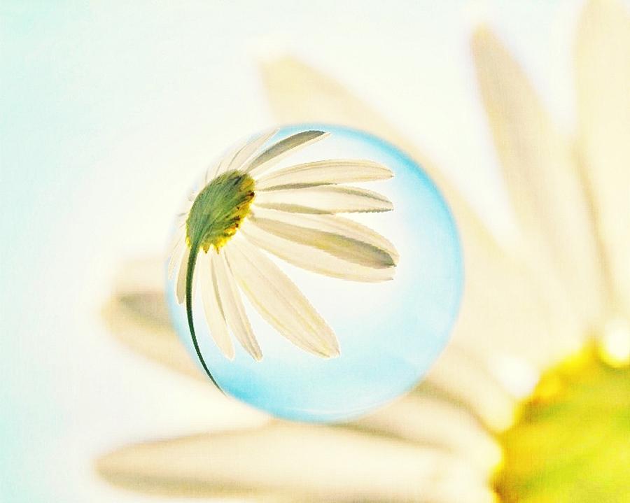 Daisy in The Bubble Photograph by Marianna Mills