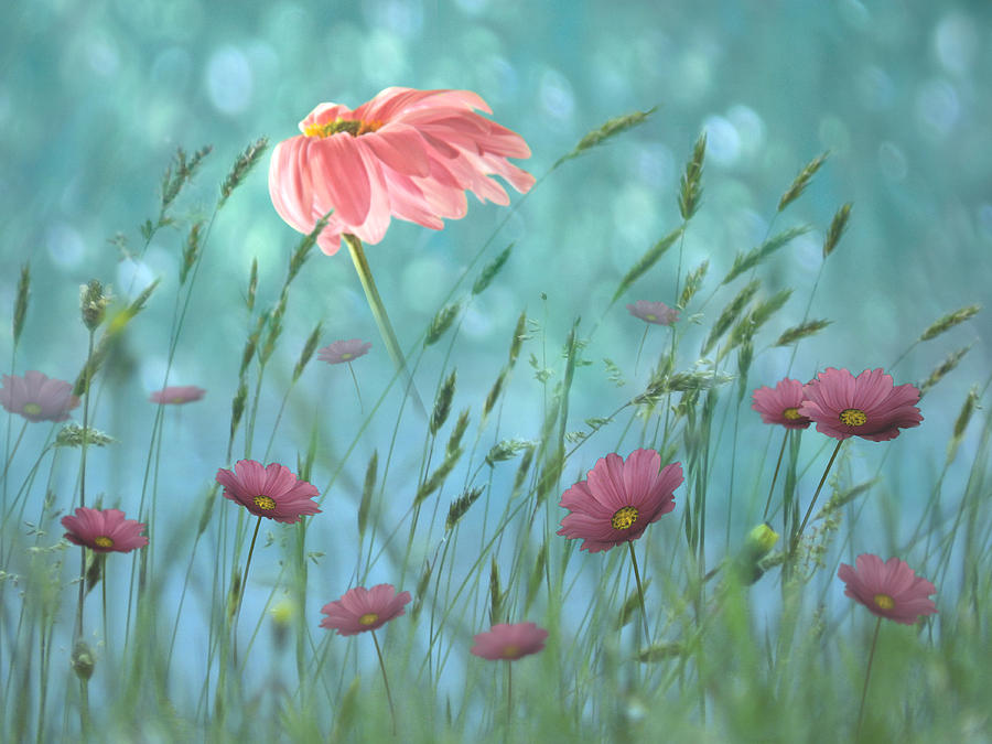Daisy in the Field Digital Art by Nina Bradica