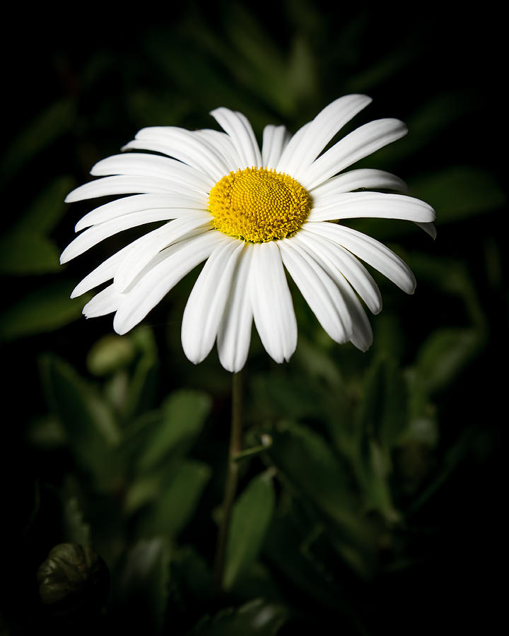 Daisy in the Garden Photograph by Ron Pate